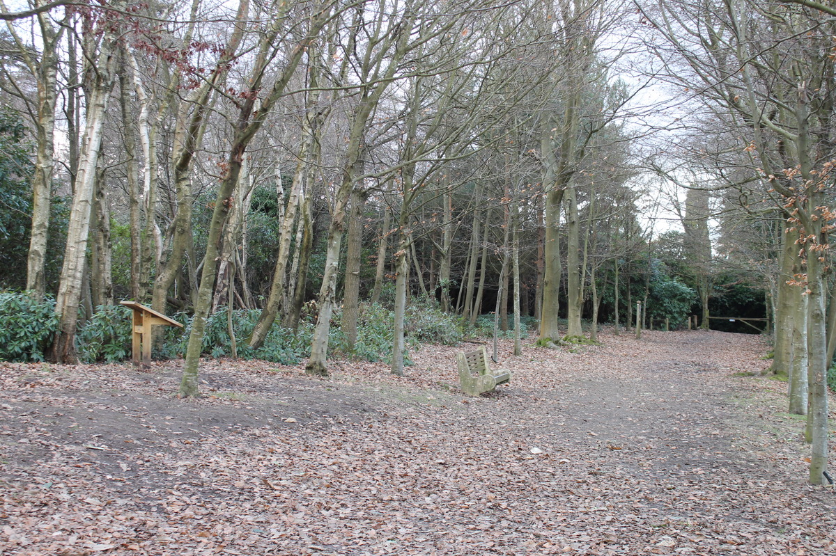 January, after recent FoD rhodo clearance on the left